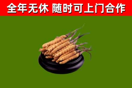 鄂尔多斯回收冬虫夏草